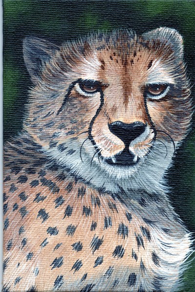 A Christmas Cheetah