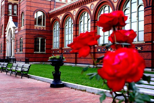 roses are red