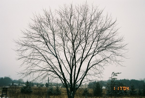 Fall Tree In Wisconsin