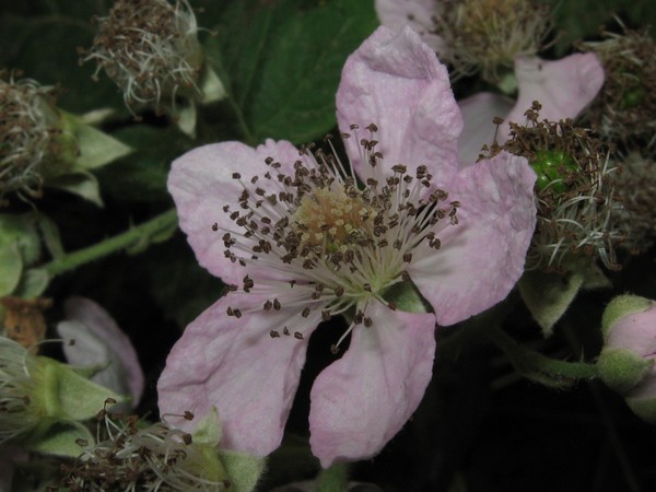 Pink Flower