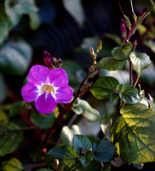 Petite Fleur