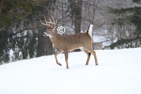 10 point Buck!