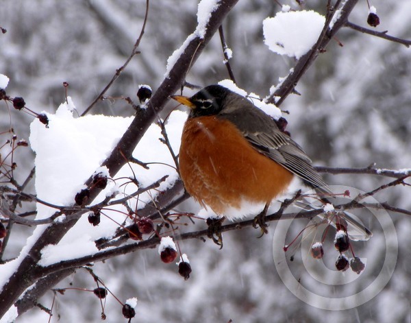 Robin in spring snow storm!