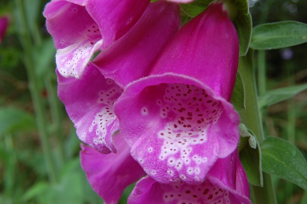 Fairy Thimble