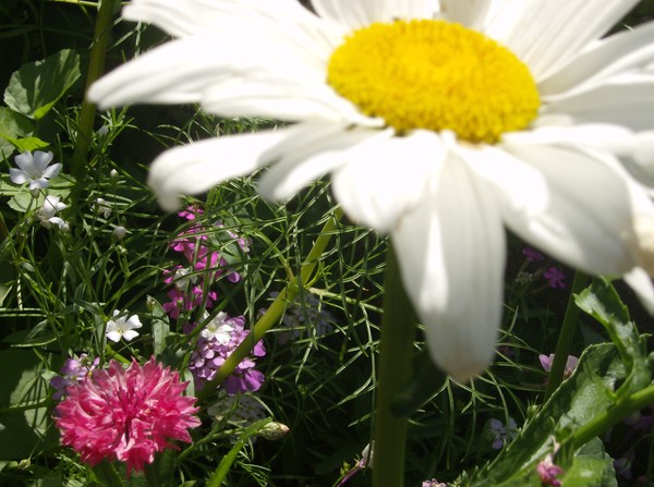 Daisy, Daisy, light and dreamy