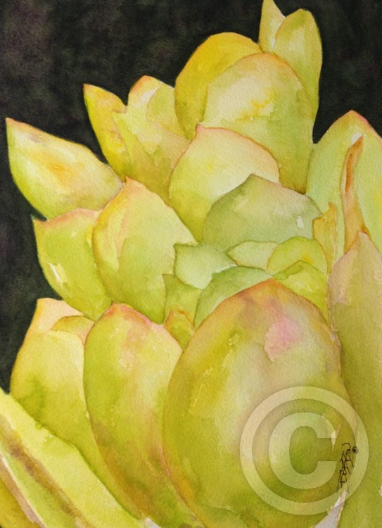 Yellow Cacti