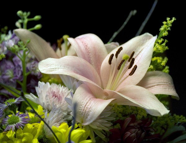 Lilly