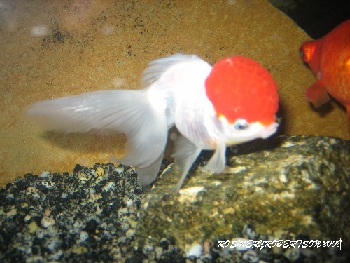 FISH