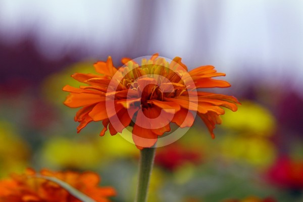 Orange Zinnia