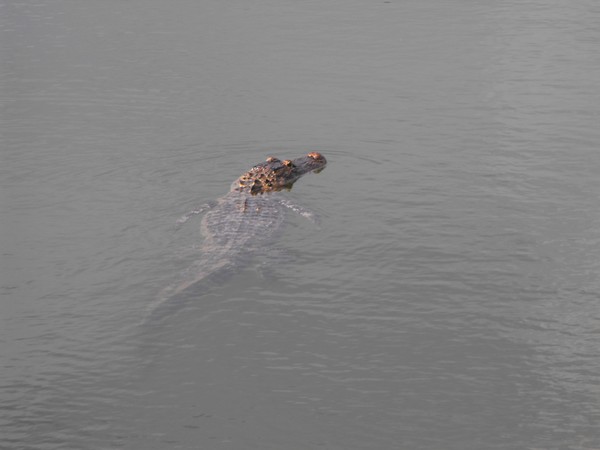 Alligator