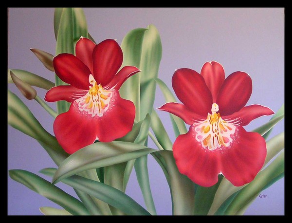 Orchid 4