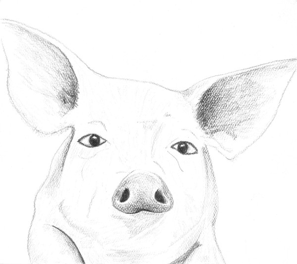 Pig