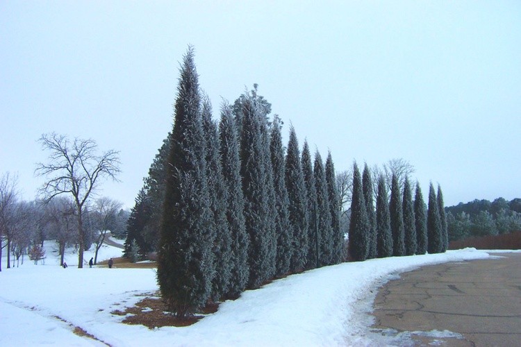 Hoar Frost 17