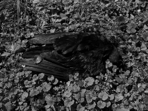 Dead Crow