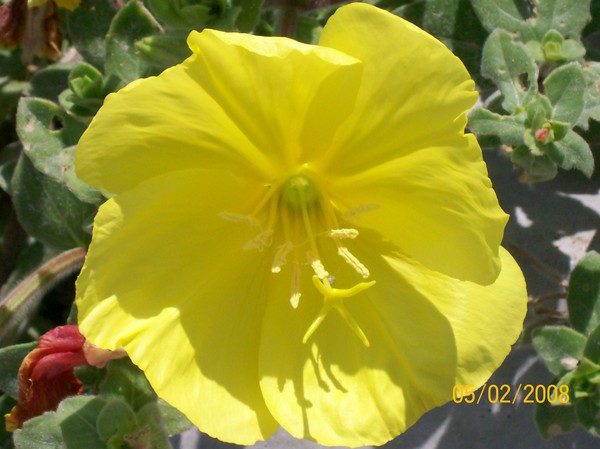 pretty flower