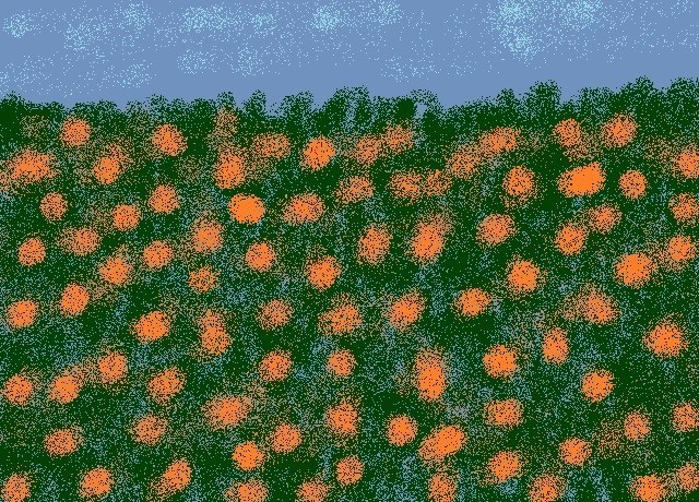 Pumpkin Field
