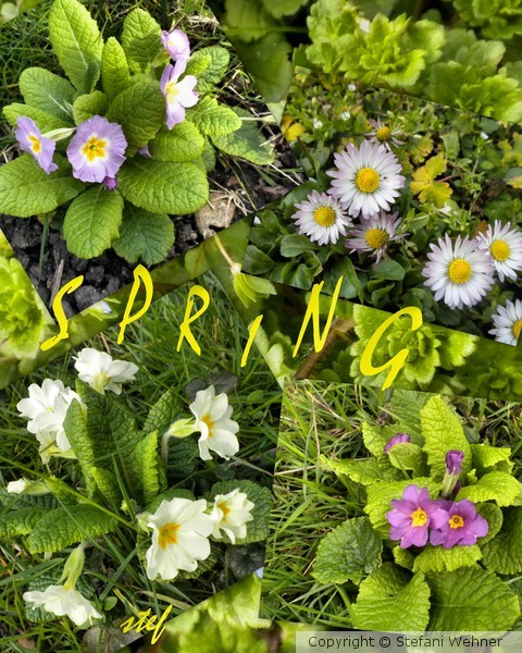 spring is coming