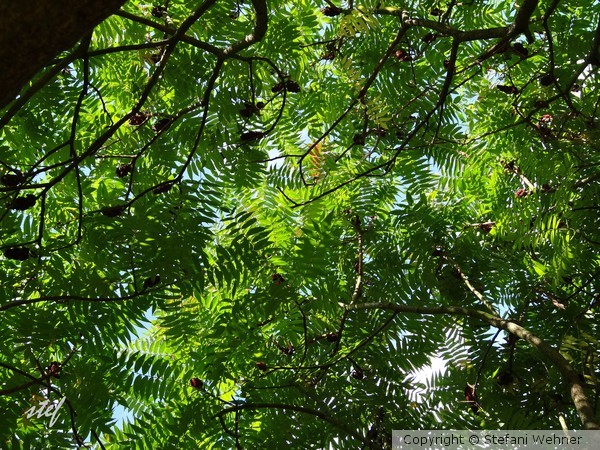 garden jungle