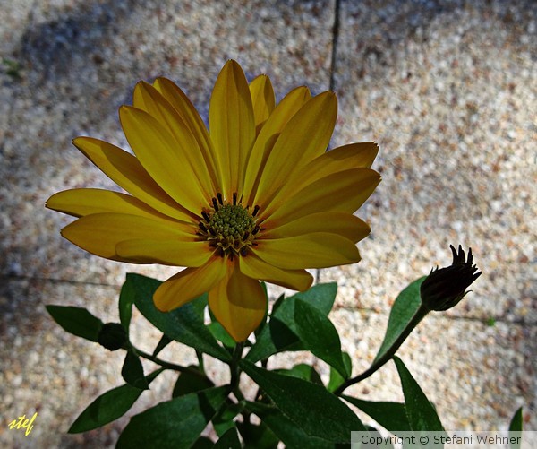 just yellow