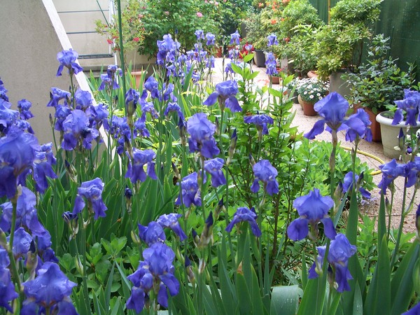 blue Iris