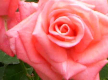 A Rose