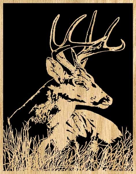 Whitetail