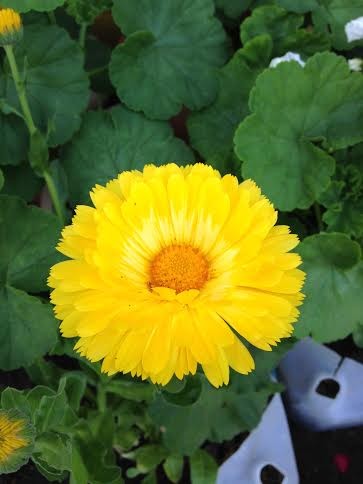 Yellow Bloom