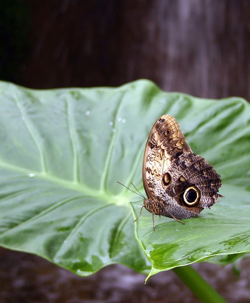 Butterfly 3