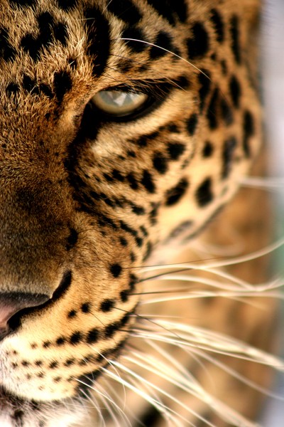 Focus