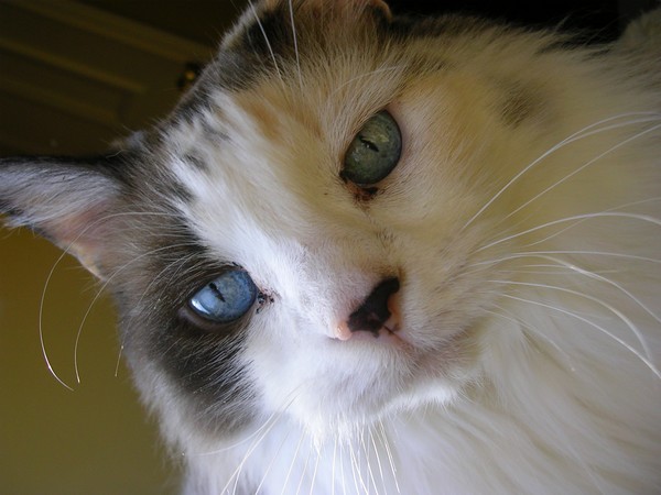 Gizmo