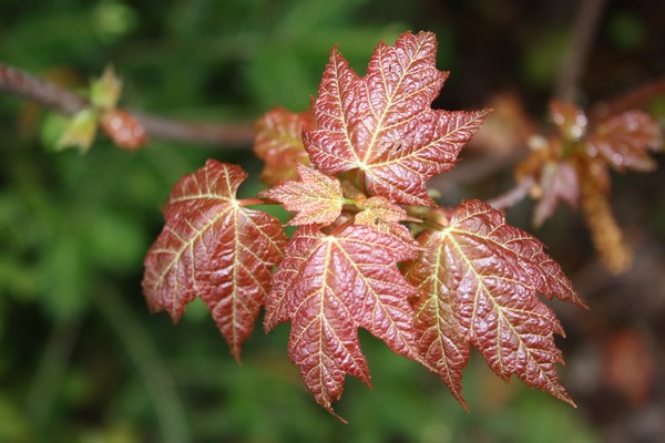 Maple leaf