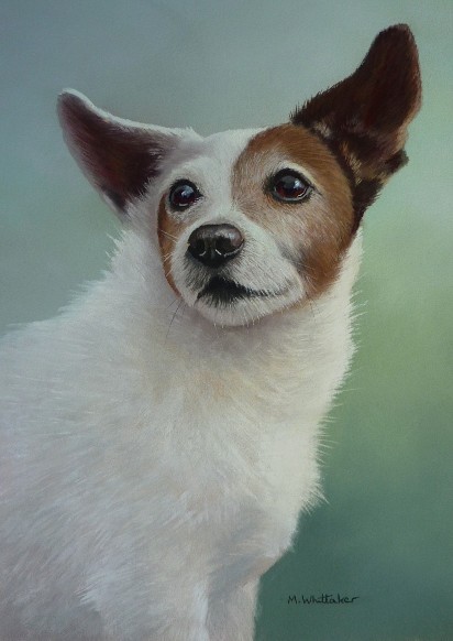 Jack Russell Terrier