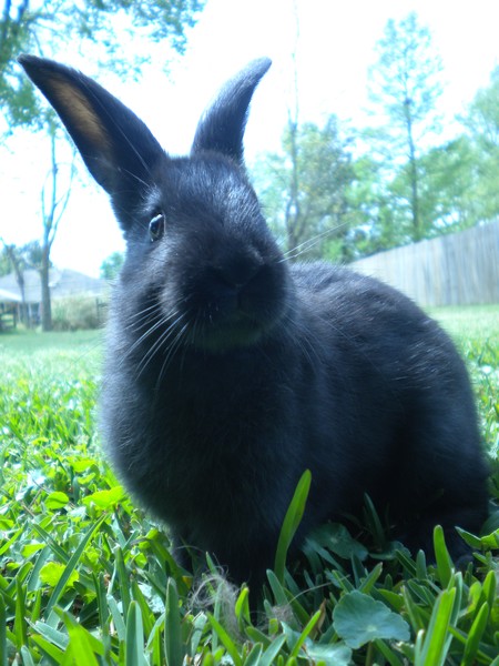 chubsy