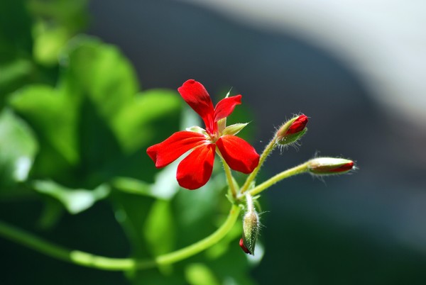 Nikon_06022009_3449
