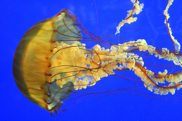 Nettlefish: Graceful Swimmer