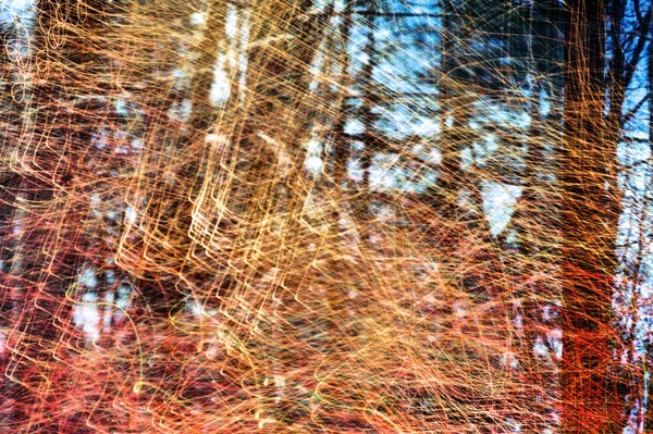 Micro Connections Forest