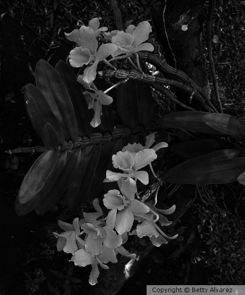 O jardim 7