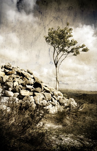 Tree in Northumberland