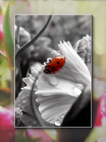 Love Bug