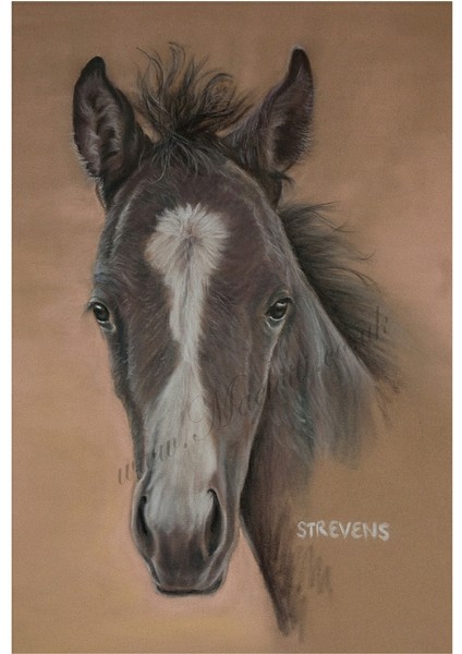 future winner, pastel on velour