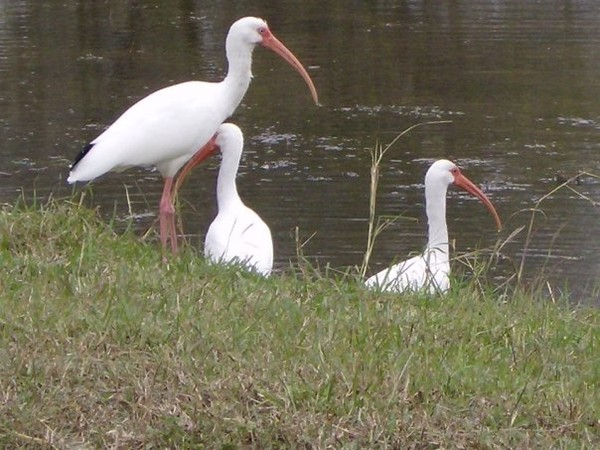 Ibis 2