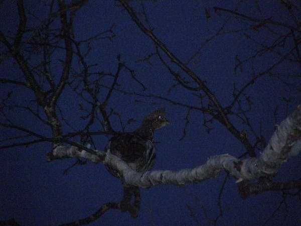 ruffed grouse