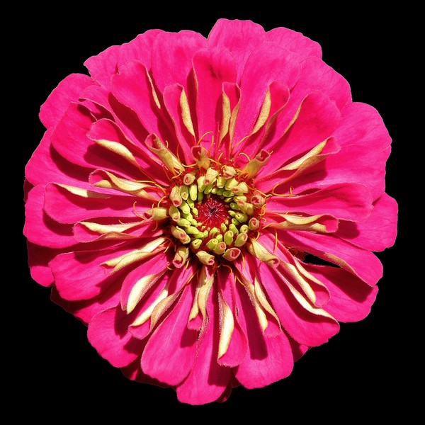 Hot Pink Zinnea
