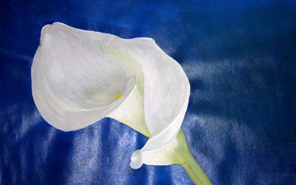 Calla Lily