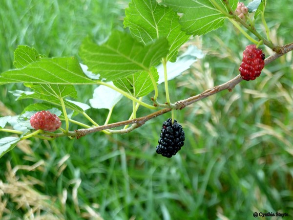 Black Berries