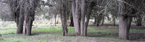 the three trees