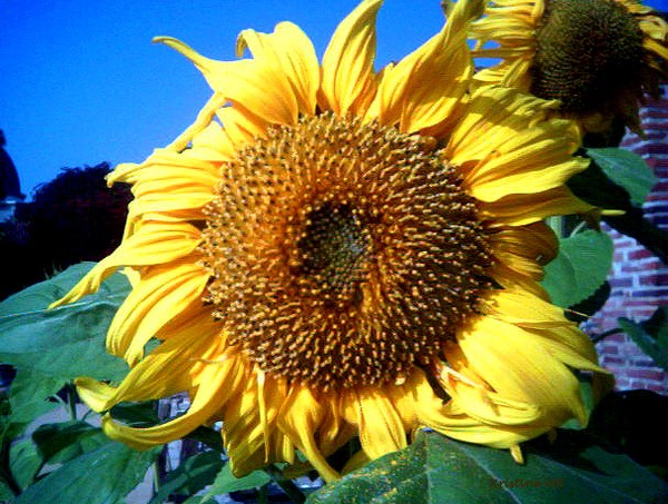 Sunflower At The Mission