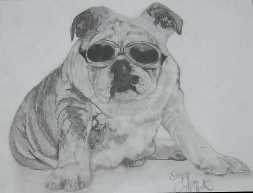 Bulldog