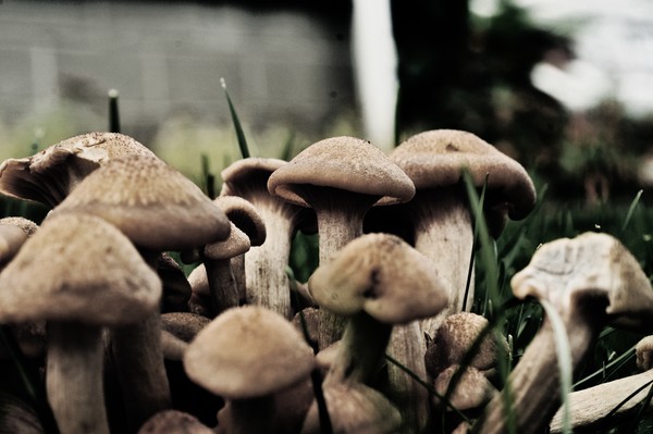 Mushrooms