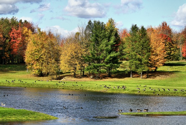 Geese Sanctuary